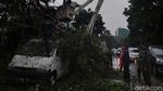 Foto-foto Mobil Tertimpa Pohon Tumbang di Bandung