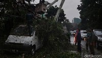 Belum diketahui apakah mobil tersebut rusak berat atau ringan. Pasalnya batang pohon yang tumbang belum dievakuasi.