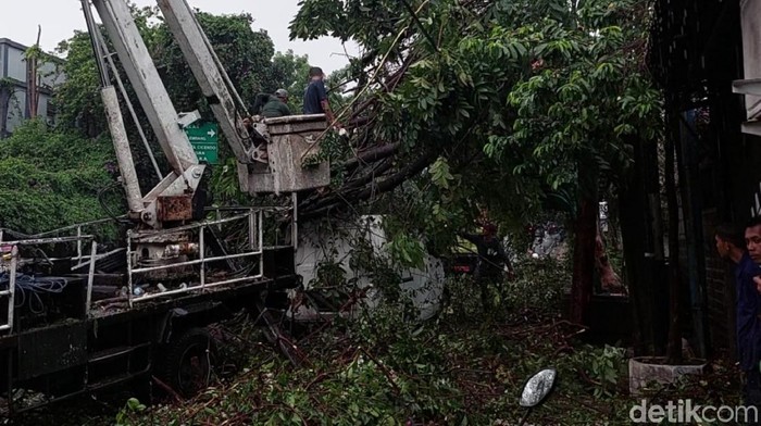 Foto-foto Dua Mobil Tertimpa Pohon Tumbang di Bandung Hujan deras dan angin kencang menyebabkan sebuah pohon di Jalan Pajajaran, Kota Bandung tumbang. Akibat kejadian itu satu mobil tertimpa.