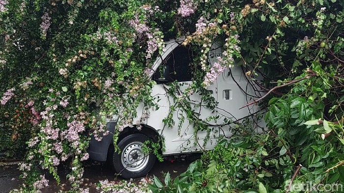 Foto-foto Dua Mobil Tertimpa Pohon Tumbang di Bandung Hujan deras dan angin kencang menyebabkan sebuah pohon di Jalan Pajajaran, Kota Bandung tumbang. Akibat kejadian itu satu mobil tertimpa.