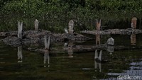 Menurut keterangan warga, air pasang laut ini terjadi saat bulan purnama di akhir tahun, awal tahun, dan pertengahan tahun.