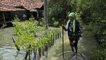 Nyata! Dampak Perubahan Iklim di Pesisir Utara Jawa