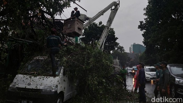 Pohon Tumbang di Bandung
