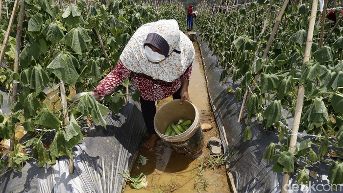 Potret Eks Gurandil Pongkor yang Alih Profesi Jadi Petani Sayur Mantan Penambang Emas Tanpa Izin (PETI) atau yang dikenal sebagai gurandil di area Gunung Pongkor, Kabupaten Bogor kini sudah banyak yang beralih profesi menjadi pelaku wisata, peternak, bahkan petani. Kenyamanan hidup menjadi alasan utama mereka memilih pekerjaan tersebut.