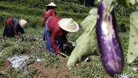 Ketua Kelompok Tani Maju, Uding mengatakan dibanding menjadi penambang emas ilegal, bertani memiliki nilai hidup yang mulia.