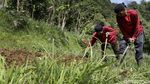 Potret Eks Gurandil Pongkor yang Alih Profesi Jadi Petani Sayur