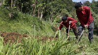 Mereka memilih menjadi petani sayur setelah adanya penertiban pada 2015.