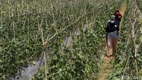 Usai hijrah dari penambangan ilegal, Uding saat ini menggarap lahan pertanian seluas 21.000 meter di Kampung Gunung Dahu.