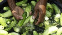 Ketua Kelompok Tani Maju, Uding menggarap lahan pertaniannya dengan dibantu oleh sekitar 15 orang. 