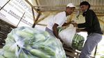 Potret Eks Gurandil Pongkor yang Alih Profesi Jadi Petani Sayur