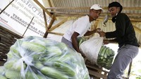 Sebagai informasi, dalam pengembangan pertanian di Kampung Gunung Dahu ini, Uding bersama Kelompok Tani Maju turut dibantu oleh Unit Bisnis Pertambangan Emas (UBPE) Antam Pongkor. Antam melakukan pelatihan kepada para petani di sekitar Gunung Dahu untuk melakukan pertanian terpadu sehingga bisa memaksimalkan hasil pertanian yang ada.