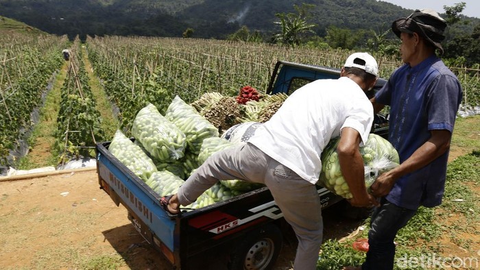 Potret Eks Gurandil Pongkor yang Alih Profesi Jadi Petani Sayur Mantan Penambang Emas Tanpa Izin (PETI) atau yang dikenal sebagai gurandil di area Gunung Pongkor, Kabupaten Bogor kini sudah banyak yang beralih profesi menjadi pelaku wisata, peternak, bahkan petani. Kenyamanan hidup menjadi alasan utama mereka memilih pekerjaan tersebut.