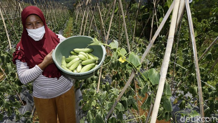 Potret Eks Gurandil Pongkor yang Alih Profesi Jadi Petani Sayur Mantan Penambang Emas Tanpa Izin (PETI) atau yang dikenal sebagai gurandil di area Gunung Pongkor, Kabupaten Bogor kini sudah banyak yang beralih profesi menjadi pelaku wisata, peternak, bahkan petani. Kenyamanan hidup menjadi alasan utama mereka memilih pekerjaan tersebut.