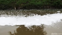 Belum diketahui penyebab kemunculan buih putih itu.