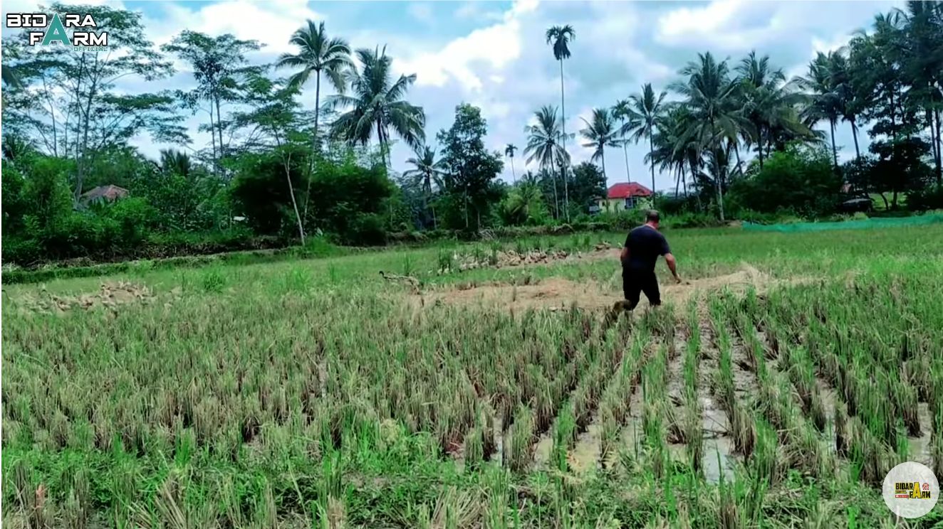 Michael, Bule Petani dan Peternak di Tasikmalaya