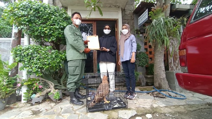 Petugas BKSDA Jabar mengevakuasi elang jawa yang ditemukan warga