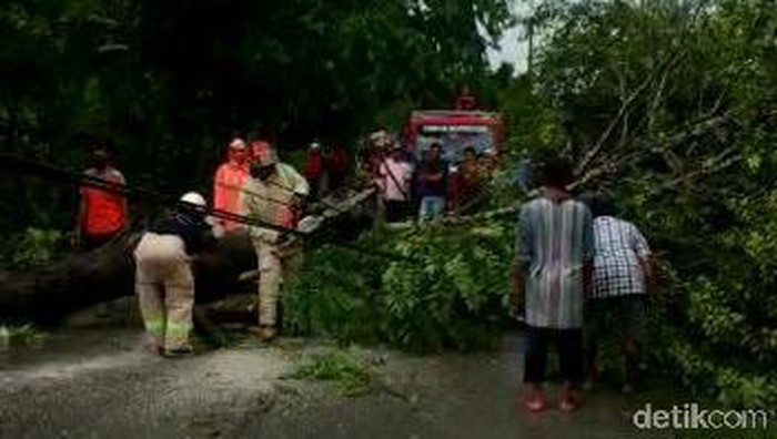 pohon roboh tewaskan pengendara motor
