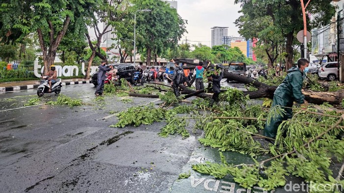 Hujan deras disertai angin kencang melanda Kota Surabaya. Dampaknya, pohon trembesi tumbang di Jalan Raya Gubeng, Surabaya.