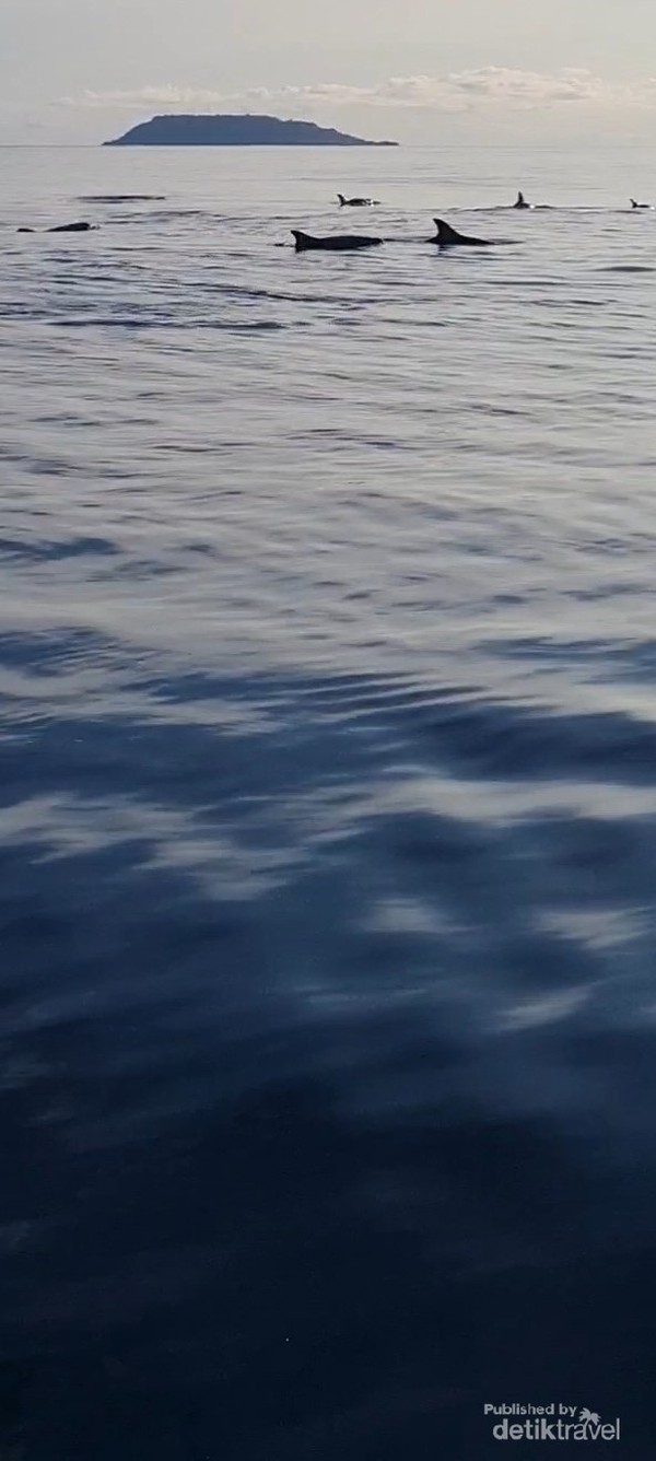 pesona lumba lumba di pulau mangur