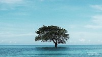 ikon pulau mangur berupa pohon yang disebut tarosa
