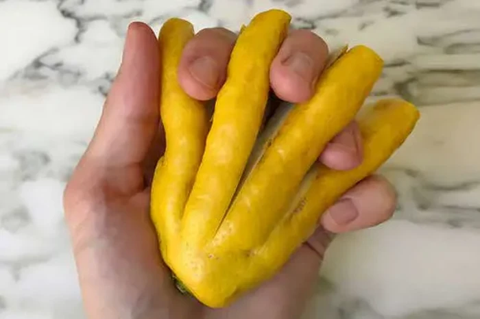 Sayur buah bentuk unik Unik! 10 Buah dan Sayur Ini Berbentuk Seperti Penis hingga Kupu-kupu