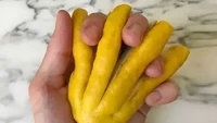 Dikenal berbentuk oval, buah lemon ini justru tumbuh menjari seperti jari-jari tangan manusia. Namun, hanya terdiri dari 4 bagian. Foto: Balcony Garden