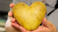 Dikenal berbentuk oval, buah lemon ini justru tumbuh menjari seperti jari-jari tangan manusia. Namun, hanya terdiri dari 4 bagian. Foto: Balcony Garden