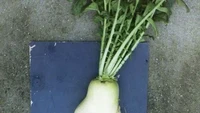 Jika diperhatikan lobak ini terlihat seperti kaki perempuan. Di bagian atasnya juga seperti bagian pinggul. Foto: Balcony Garden