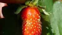 Unik dan bikin beli, buah strawberry yang seharusnya berbentuk oval ini malahan tumbuh memanjang seperti penis. Foto: Balcony Garden