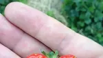 Unik! 10 Buah dan Sayur Ini Berbentuk Seperti Penis hingga Kupu-kupu