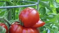 Bukan bulat utuh, buah tomat ini tumbuh dengan bentuk yang menggemaskan. Berbentuk seperti bebek lengkap dengan bagian yang seperti paruhnya. Foto: Balcony Garden
