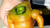 Sayur wortel ini sukses bikin terkejut. Berbentuk seperti robot yang sedang berjalan. Lengkap dengan dua tangan dan dua kaki. Foto: Balcony Garden