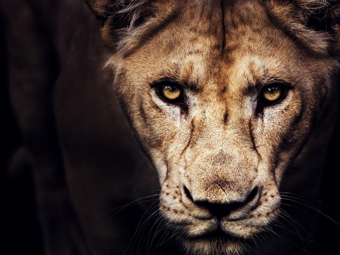 Close-up of lioness coming from the shadow.