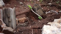Pihaknya pun segera menindaklanjuti jika ada pihak keluarga almarhum yang melaporkan jika makam keluarganya ambles.