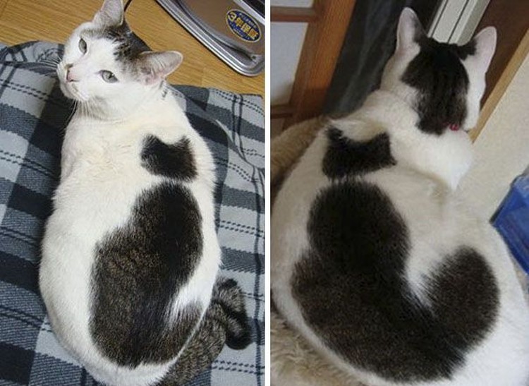 fotoinet potret motif bulu kucing yang unik