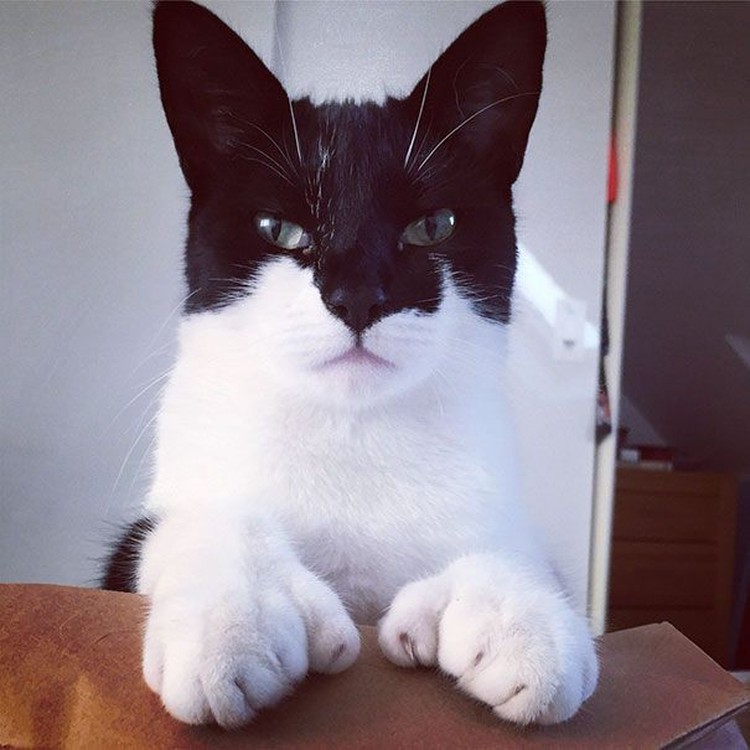 fotoinet potret motif bulu kucing yang unik
