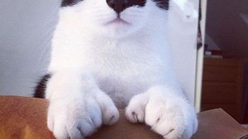 Batcat? (Foto: Boredpanda)