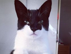 Kumpulan Potret Kucing Dengan Motif Bulu yang Unik