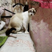 fotoinet potret motif bulu kucing yang unik