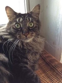 fotoinet potret motif bulu kucing yang unik