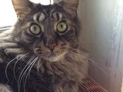 Kumpulan Potret Kucing Dengan Motif Bulu yang Unik