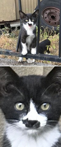 fotoinet potret motif bulu kucing yang unik