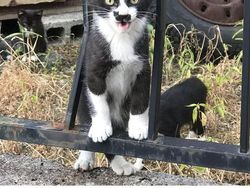 Kumpulan Potret Kucing Dengan Motif Bulu yang Unik