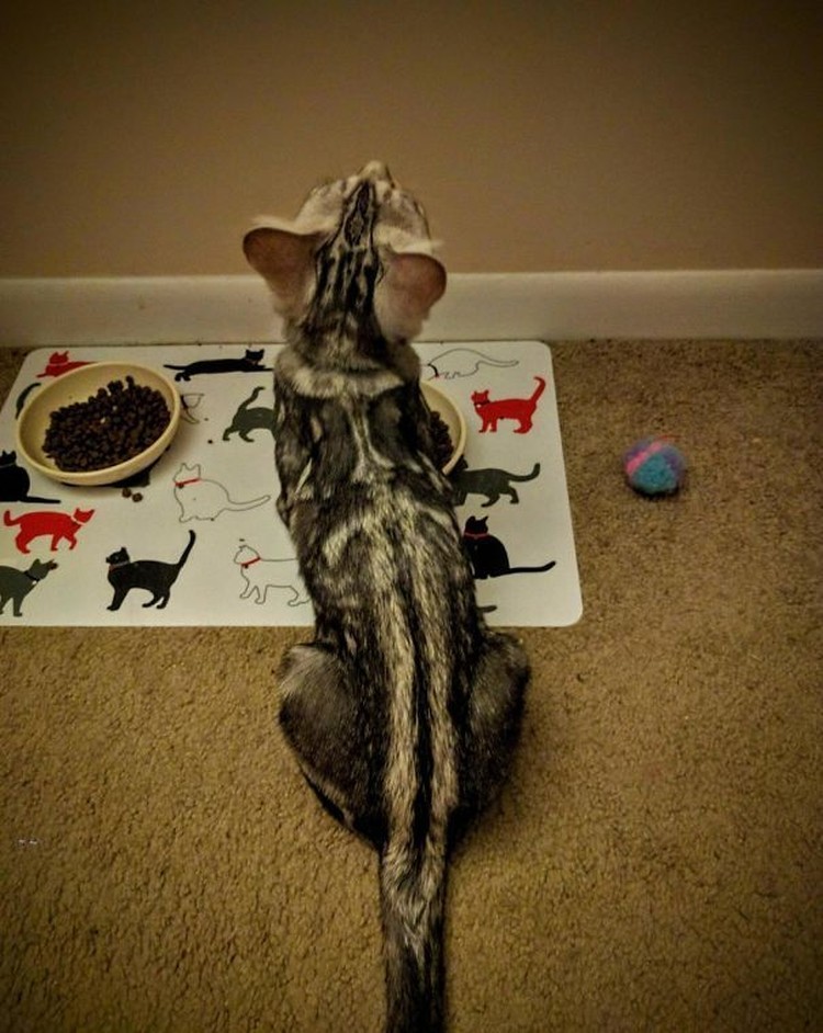 fotoinet potret motif bulu kucing yang unik
