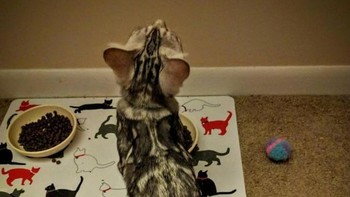 Motif yang tampak seperti pedang pada bagian badan hingga ekornya. (Foto: Boredpanda)