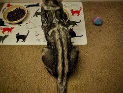 Kumpulan Potret Kucing Dengan Motif Bulu yang Unik