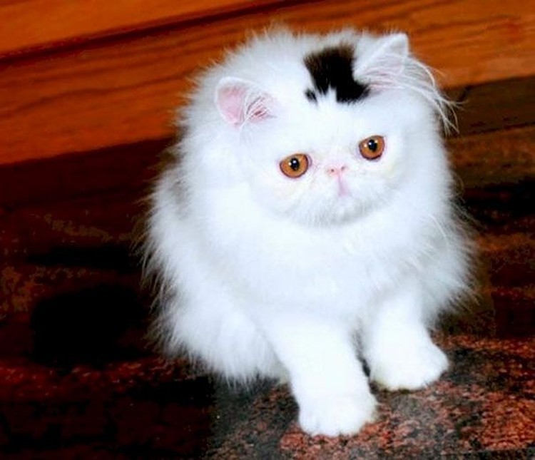 fotoinet potret motif bulu kucing yang unik
