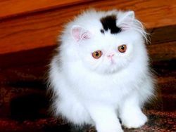 Kumpulan Potret Kucing Dengan Motif Bulu yang Unik