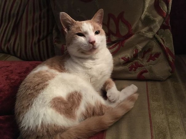 fotoinet potret motif bulu kucing yang unik