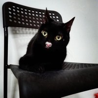 fotoinet potret motif bulu kucing yang unik
